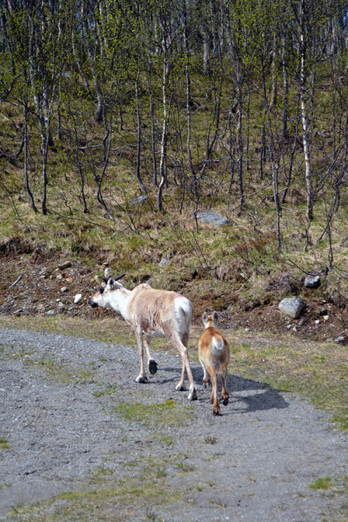 some animals that we saw on your road trip to lofoten in northern norway. it was a long way,  3181 k