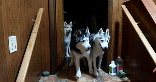Snow Dogs Vlogs - OAKLEY STUCK ON THE STAIRS