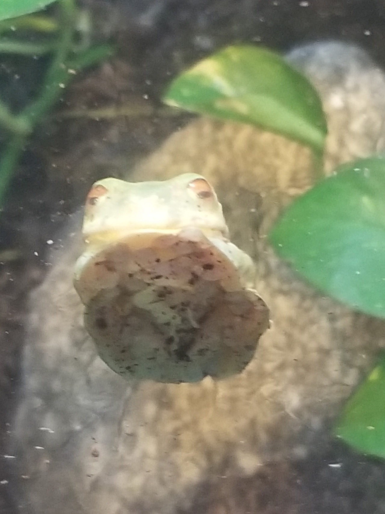 Porn dailyfrogs:   I saw some great frogs at the photos