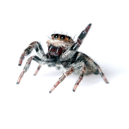 TW: SPIDER