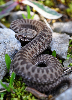 funkysafari:  common adder baby  by markusOulehla