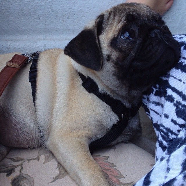 ihugpugs:  Dog Lover Shirts: http://bit.ly/1sIvs6I 
