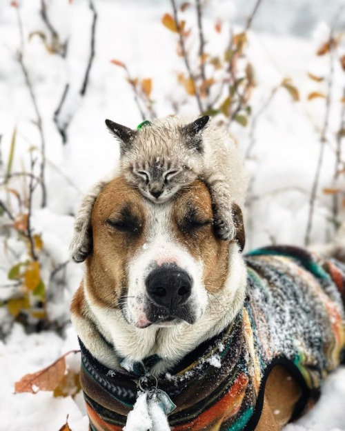 Porn photo boredpanda:    This Cat And Dog Love Travelling