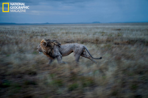 photojojo:  The Verge covered an amazing story of photographer Michael Nichols and cinematographer Nathan Williamson, who used some interesting tech for capturing these incredible photos of wild lions. They not only used a camera “mini tank” that