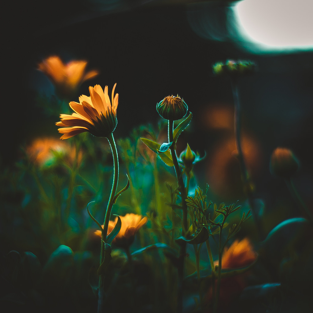 drxgonfly:  Yellow (by  Kristina Manchenko)