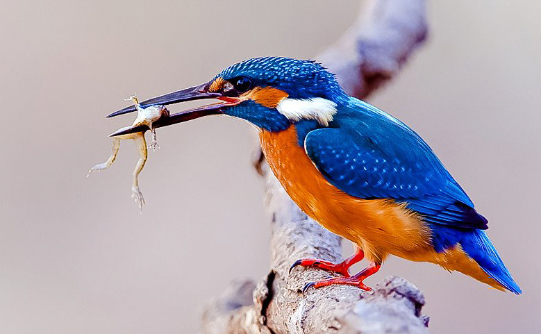 djferreira224:  1. Kingfisher mocking the rules … Photo ~ Dean Mason 2. Eastern