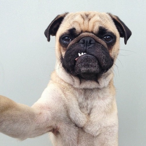 stunningminds:h0llow3yes:this dog is more photogenic than me, i give up.Selfie