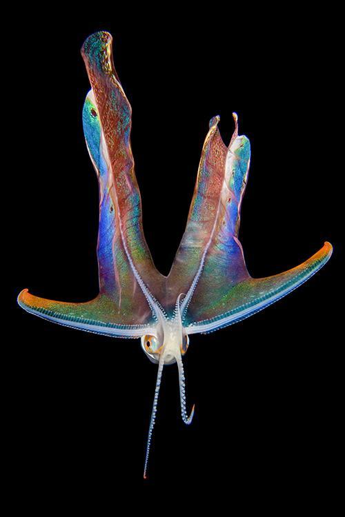 end0skeletal: Violet Blanket Octopus © Songda Cai / Nature’s Best Photography Awards 2018
