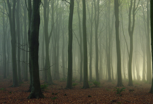 Misty beech woods. ^_^