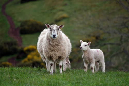 Mamas on parade: I love the little family groups and the giant, floofy mamas. This spring has truly 