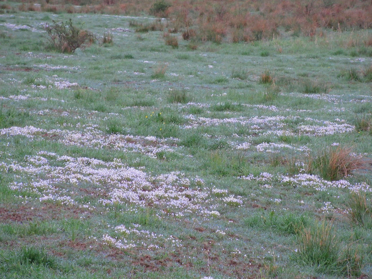 geopsych: I remember seeing patches of bluets like this when I was a kid, especially
