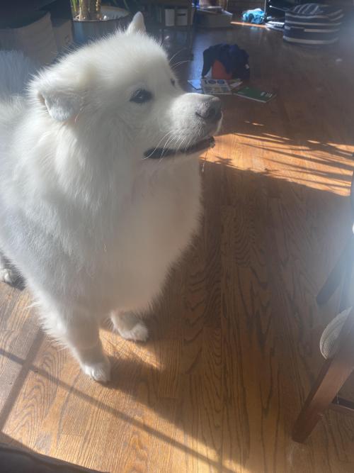 samoyeds-overload: inline reddit: samoyeds