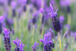 socialfoto:Lavender Dreams by TatianaPesotskaya #SocialFoto