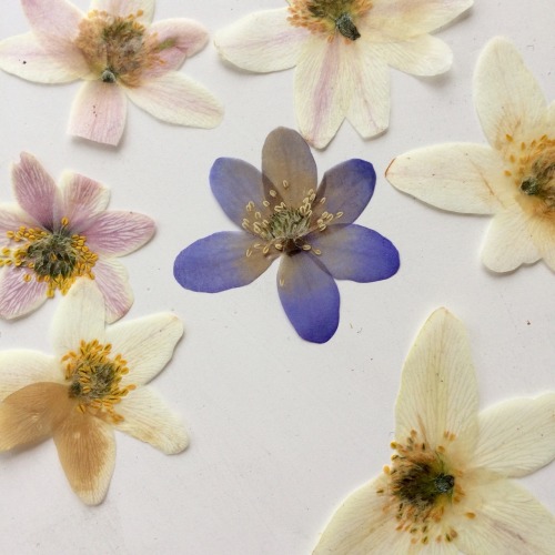 blossomalida - Newly pressed flowers