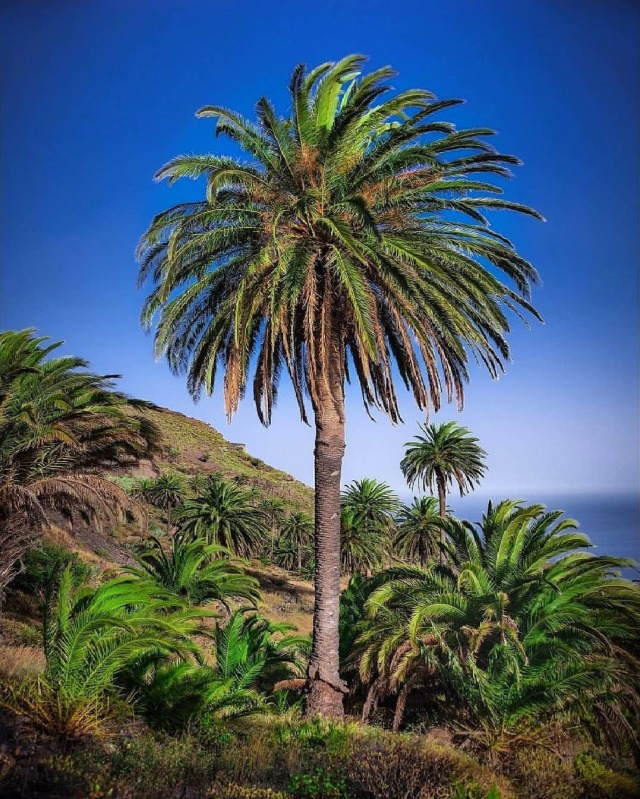 Sabías que La Gomera es la segunda isla donde se encuentra más cantidad de palmeras de toda Canarias, La Gomera literalmente “se lleva la palma”, ya que alberga más de 115.000 ejemplares naturales y rurales en tan solo 370 km2. La Gomera, siendo la tercera isla más pequeña representa el 38,2% del total de las palmeras naturales y rurales del archipiélago.  📸: @henriquemurta_perspective  #lagomera #gomera #lagomeraisland #gomeraisla #lagomeraoficial #visitlagomera #lagomeraisla #лагомера #isladelagomera #igerslagomera #ig_lagomera #la_gomera #lagomeraes #laislacolombina #laisladelagomera #ラゴメラ島 #ilescanaries #isolecanarie #kanarischeinseln #canaryislands #canarias #islascanarias #wyspykanaryjskie #kanarieöarna  #канарскиеострова #palmacanaria #phoenixcanariensis #palmeracanaria #palmtrees #palmtree  (en La Gomera) https://www.instagram.com/p/CRbasj0h7KA/?utm_medium=tumblr #lagomera#gomera#lagomeraisland#gomeraisla#lagomeraoficial#visitlagomera#lagomeraisla#лагомера#isladelagomera#igerslagomera#ig_lagomera#la_gomera#lagomeraes#laislacolombina#laisladelagomera#ラゴメラ島#ilescanaries#isolecanarie#kanarischeinseln#canaryislands#canarias#islascanarias#wyspykanaryjskie#kanarieöarna#канарскиеострова#palmacanaria#phoenixcanariensis#palmeracanaria#palmtrees#palmtree