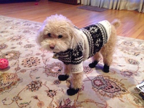 dottily:My mom sent me this photo of our dog because his booties arrived today. He was having proble