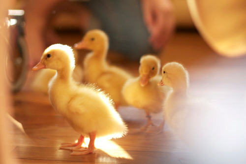 still-the-king:  Awwwwwwwwwwwwwwwwwwwwwwwwwwwwwwwwwww