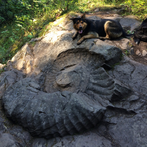 archiemcphee: Today the Department of Awesome Natural Wonders is marveling at this colossal ammonite