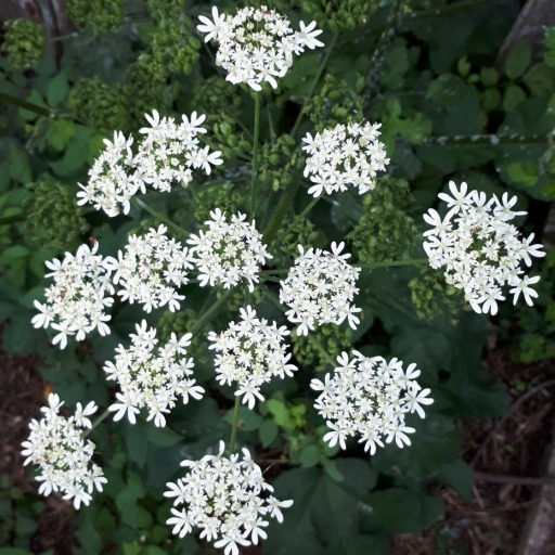 enchantingcolortacogarden:Périgueux. 9 mai 2022