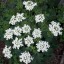 blondebrainpower:Epiphyllum oxypetalum flower blooming