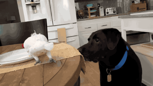 gifsboom:Video: Cockatoo Feeds Eggs to Dog