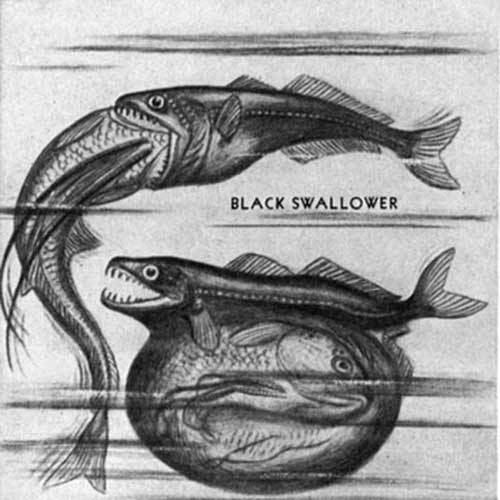 sixpenceee:sixpenceee:The black swallower, Chiasmodon niger, is a species of deep sea fish in the fa