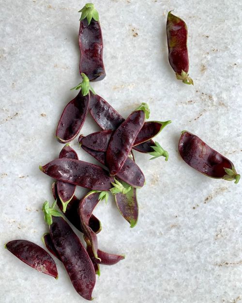 These are fun, BEAUREGARDE SNOW PEA, from @row7seeds. Love the color, taste is okay, not as sweet as