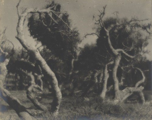dame-de-pique: Louis Fleckenstein - Twisted Trees, 1907-1943
