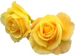 transparent-flowers:  Yellow roses. (x).