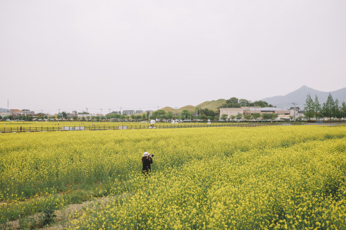 2022-04-23rape flowersCanon EOS R3 + RF15-35mm f2.8L ISInstagram  |  hwantastic79vivid