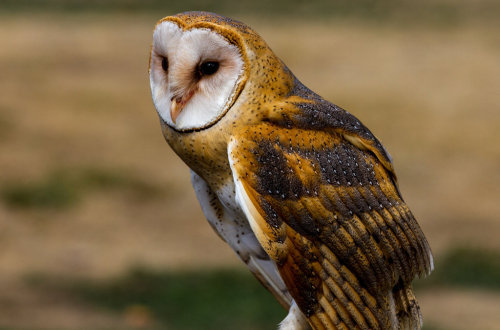 celtic-forest-faerie:{Barn Owl} by {Nigel3}