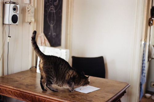 coastides:  (by mieke v. willems) 