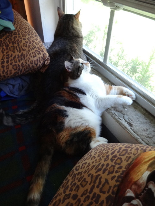 dixieandherbabies: Dixie and her babies. Carter &amp; I are getting comfortable to watch our sho