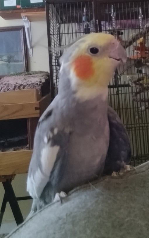 My Old Man Aussie. He Is A Rescue Not Hand Tame But He Does Like To Get On My Shoulder Now And Then.