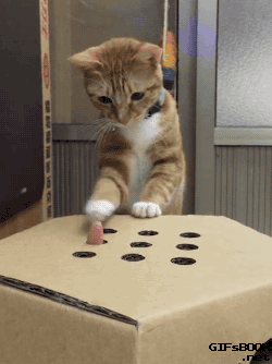 gifsboom:  Video: Cat Plays Whack-A-Finger 
