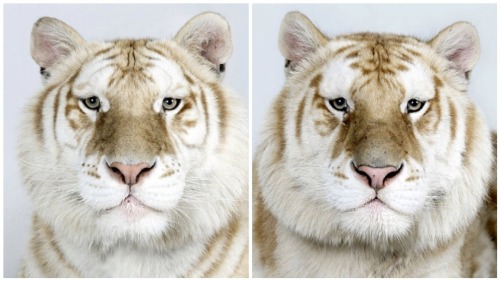 vmagazine:  Dr Bhagavan Antle of The Institute of Greatly Endangered and Rare Species (T.I.G.E.R.S), photographs 4 varieties of Bengal tigers 