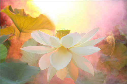 softwaring: Lotus Flowers by Bahman FarzadCitta-bhāvanā, literally “cultivating the mind,&rd