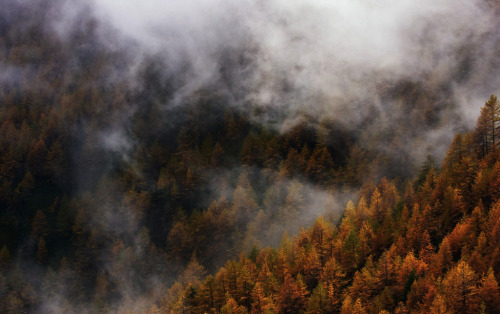 nubbsgalore:  an autumn fog moving through the forest. photos by (click pic) stefano baglioni, long bach nguyen, ivaylo ivanov, františek hanc, rafael kos, marin rak and paolo bolla