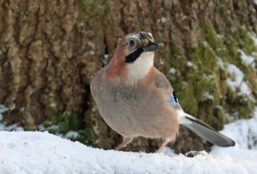 Eurasian jay/nötskrika (Garrulus glandarius).