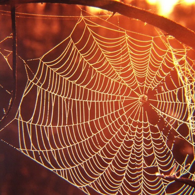 stickyspiderwebsexiness:  Life is like a Spider web… So delicate. A spiderweb can