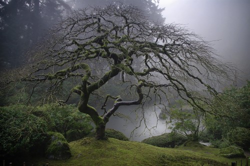 by-grace-of-god:  Changing seasons of the much photographed maple tree at Portland’s Japanese Garden 