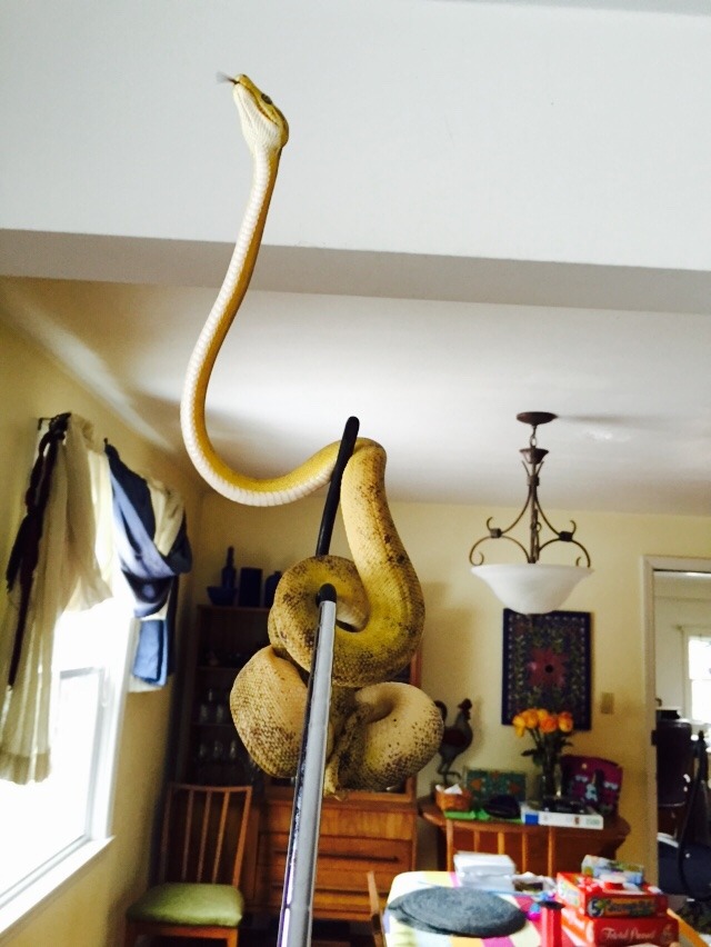 mothbug:luv when my arboreals do that ADVANCE ONWARD TO THE SKY thing
