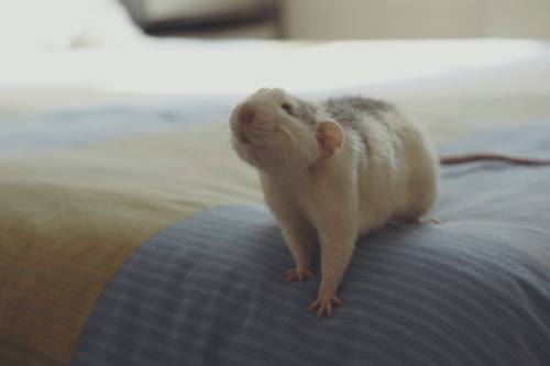 petmicenow:  Little Bito playing in my bed. He is so damn cute! 