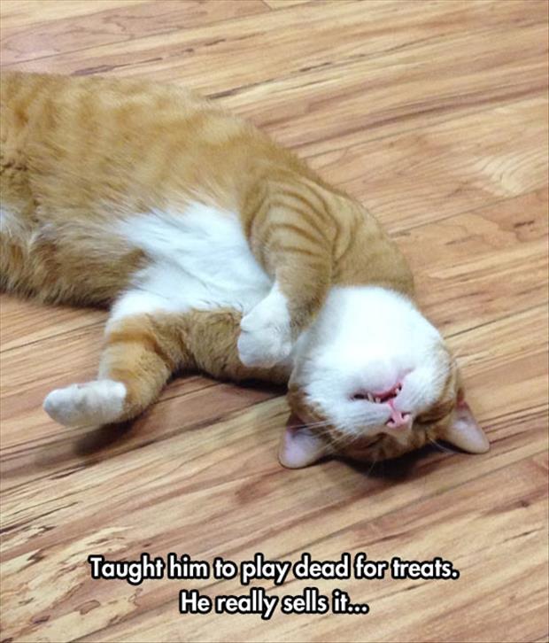 TUMBLRS BEST LOLS