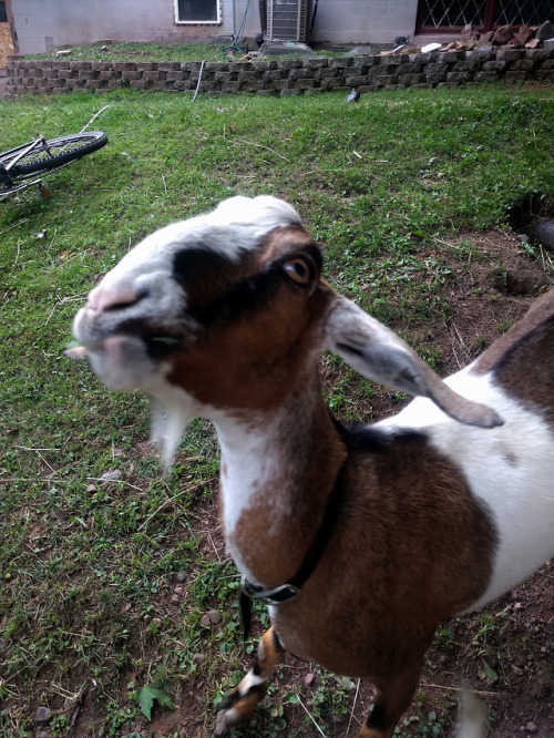 Goats are weird. And hard to photograph when they keep chasing you. July 19, 2017