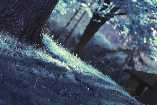 annkayephotography:5-18-17 // If nature and plant life were shades of blue instead of green… This is
