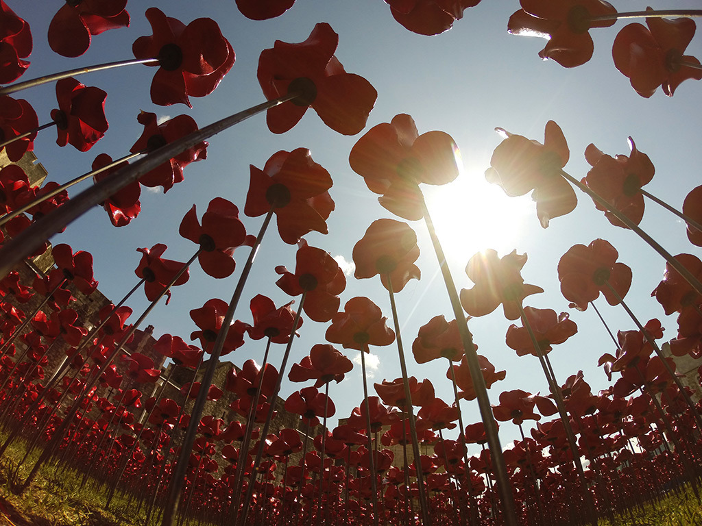 asylum-art:  Paul Cummins: 888,246 Ceramic Poppies Flow Like Blood from the Tower