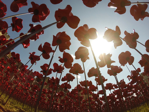 asylum-art:  Paul Cummins: 888,246 Ceramic Poppies Flow Like Blood from the Tower of London to Commemorate WWIt  The moat that surrounds the Tower of London has long stood empty and dry. This summer, it’s getting filled with 888,246 red ceramic poppies,