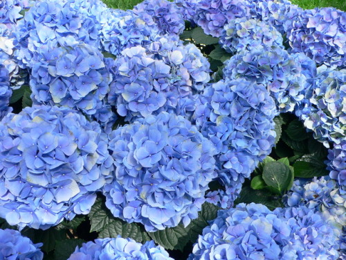 nekodorei-mod: nurturing-nymph: Hydrangea Flowers@midd-mod 