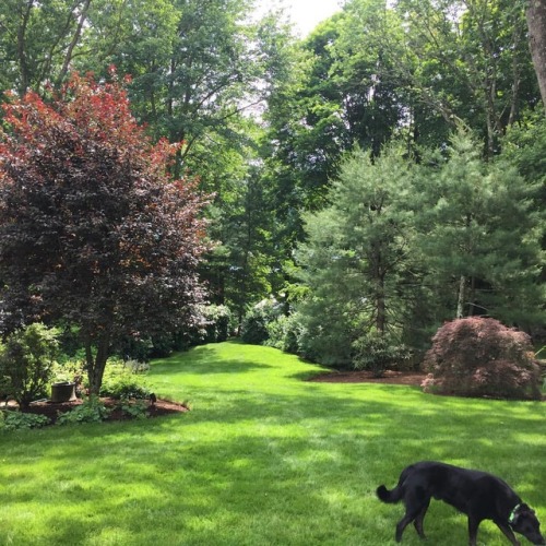 When Fritz photobombs your landscape pix. #fritzthedog #gardening #landscaping #finegardening #inthe